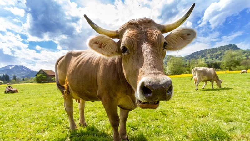 Daar’s lig aan die einde van die tonnel vir rooivleis-boere Daar’s lig aan die einde van die tonnel vir rooivleis-boere | News Article