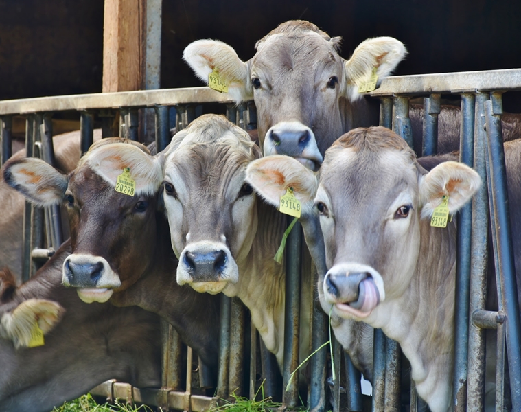 Nederlandse boere betoog teen grondonteiening | News Article