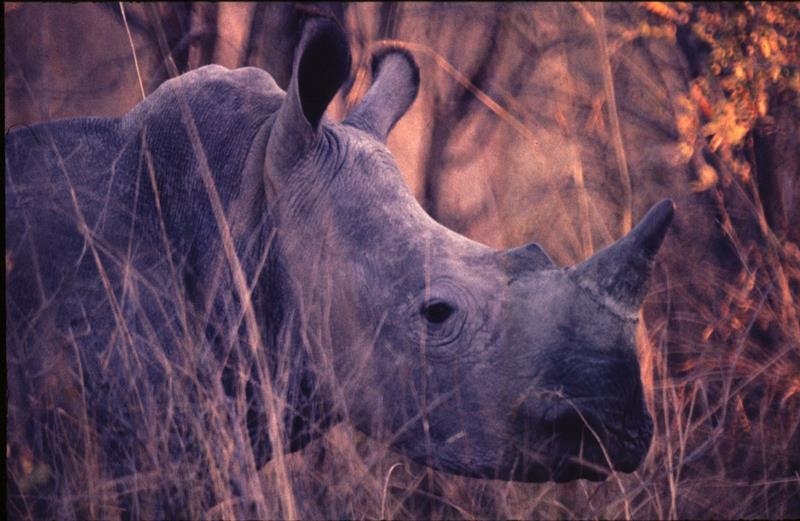 Rhino killings on the rise in South Africa | News Article