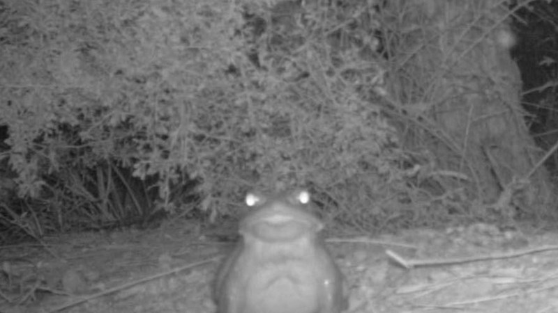 US National Park Service warns against toad licking  | News Article