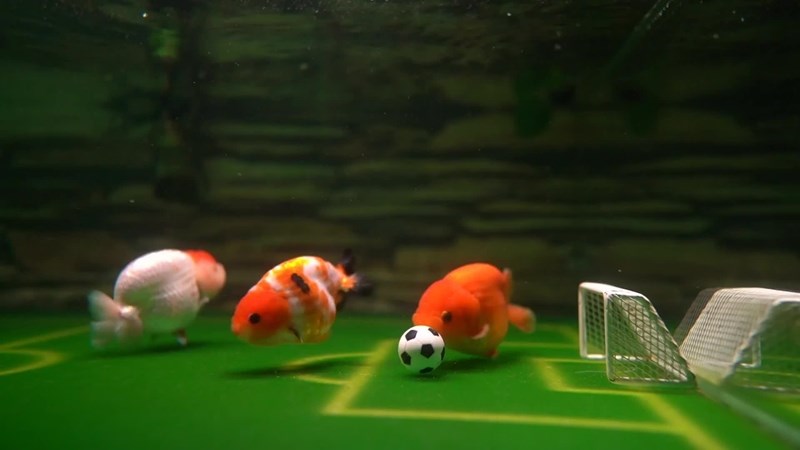 Weird Wide Web - Soccer fan trains goldfish to play soccer | News Article
