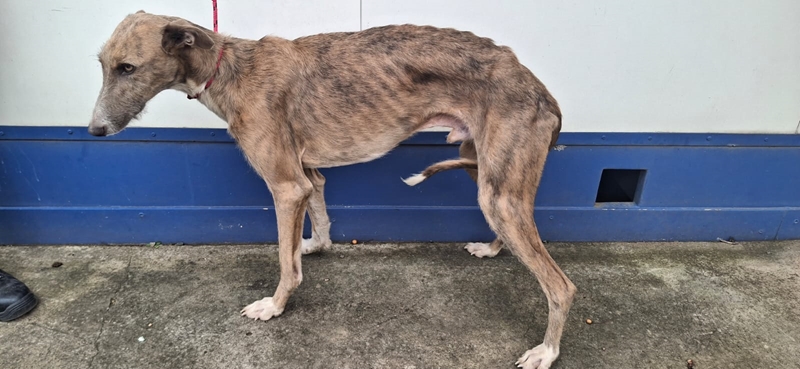 Onwettige jag met honde neem ontstellend toe | News Article