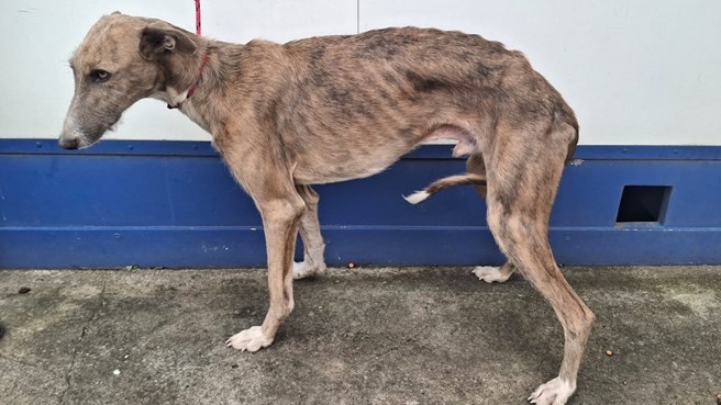 Onwettige jag met honde neem ontstellend toe | News Article
