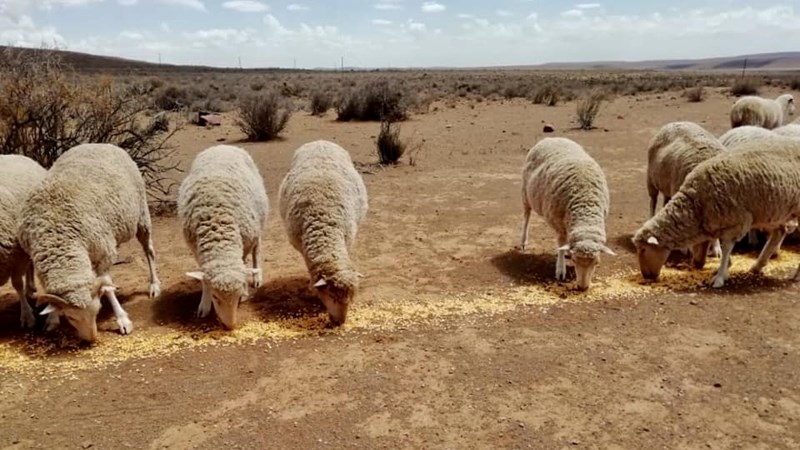 NK-boere vol moed, dankbaar vir reën | News Article