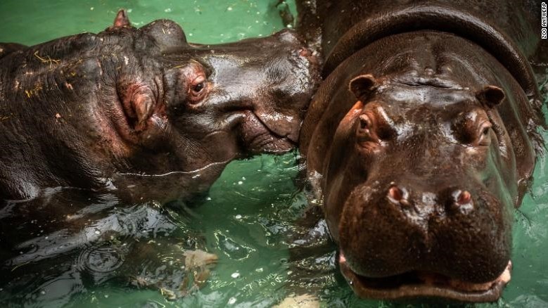 Runny-nosed hippos test positive for #Covid19 in Belgium | News Article