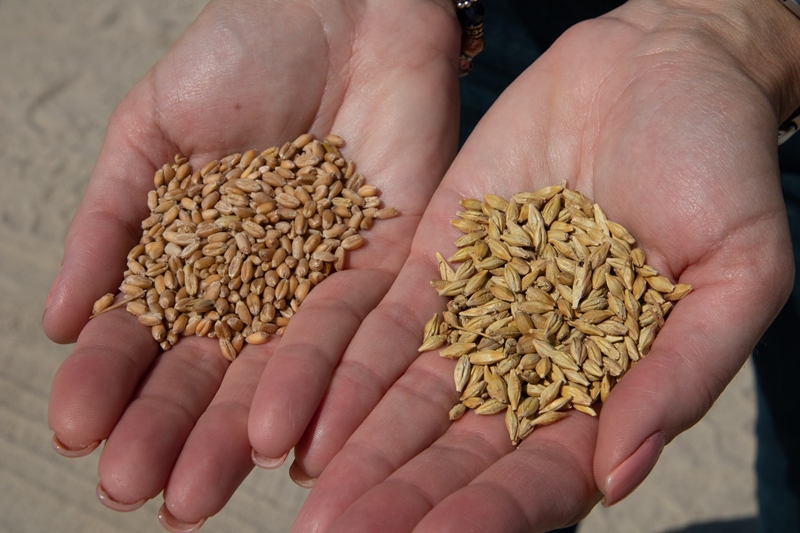 Agri-uur: Jongste Safex-nuus | News Article