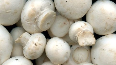 Many ways to be part of the mushroom industry | News Article