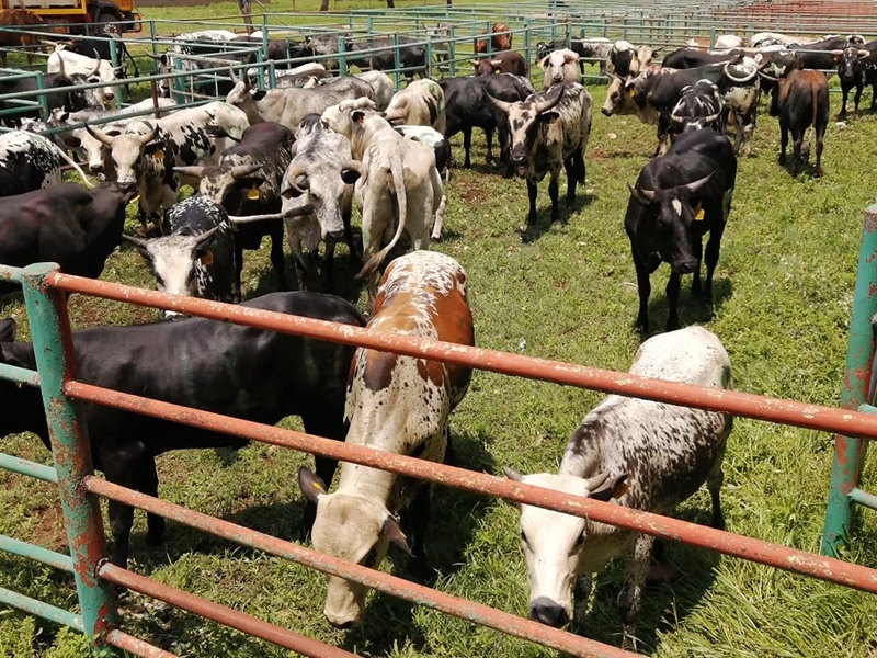 Livestock auctions come to a standstill with implementation of new