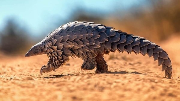 Opwindende 4x4-naweek ten bate van Kalahari Wildlife Projects Opwindende 4x4-naweek ten bate van Kalahari Wildlife Projects | News Article