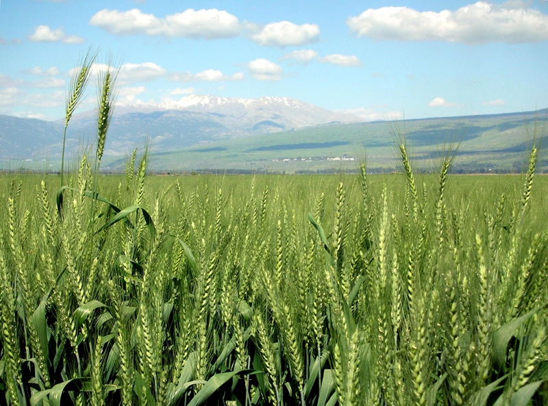 Agri-Uur: Jongste Safex-nuus | News Article