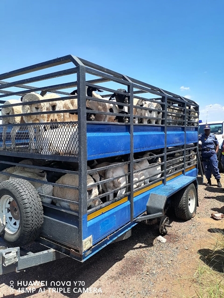 Stolen livestock recovered worth R240 000 | News Article