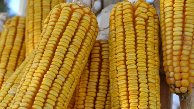 Agri-Uur: Jongste Safex-nuus Agri-Uur: Jongste Safex-nuus | News Article