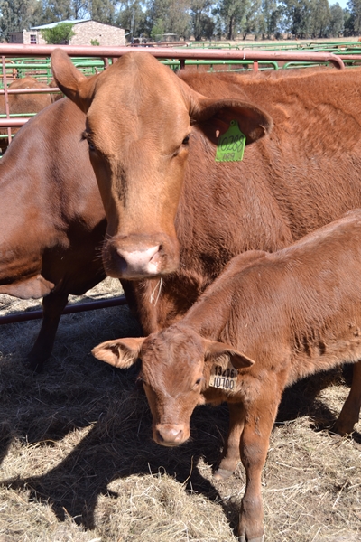 Hier is vandeesweek se lewendehawe pryse | News Article