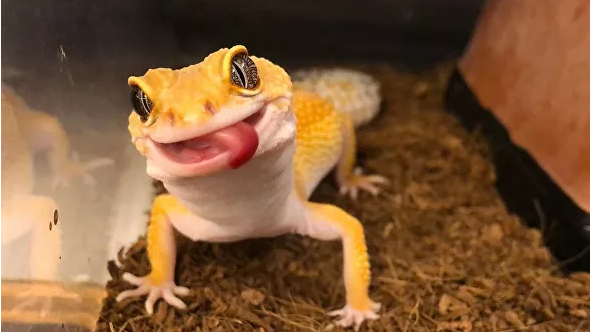 Weird Wide Web - The traveling Gecko, China to England | News Article