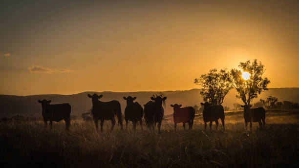 Ondanks positiewe sentiment het beesbedryf steeds uitdagings | News Article