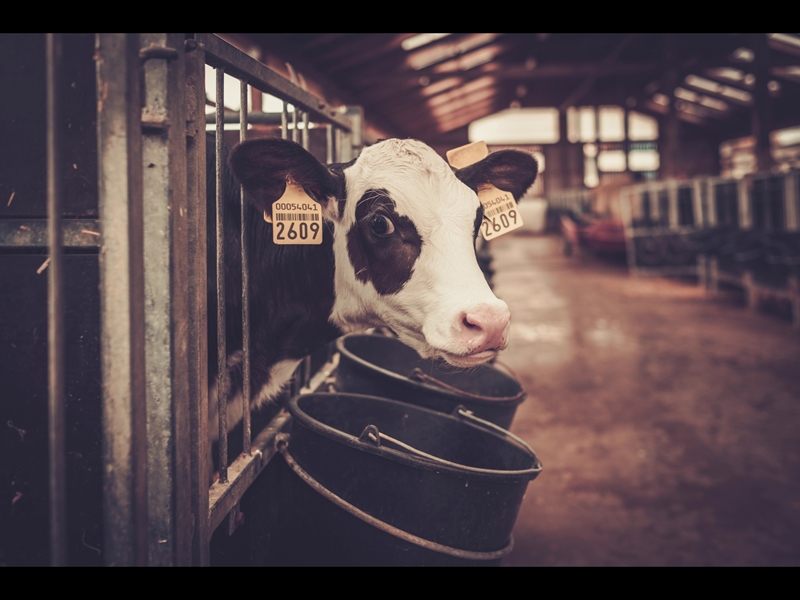 Veeboere, wees reg vir winter met NUTRI Feeds | News Article