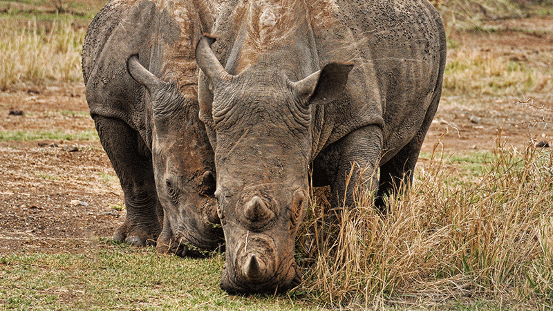 SANParks welcomes hefty sentence for rhino poacher SANParks welcomes hefty sentence for rhino poacher | News Article