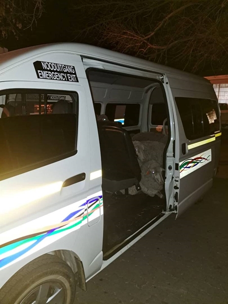  Merino sheep found in minibus taxi in Free State | News Article