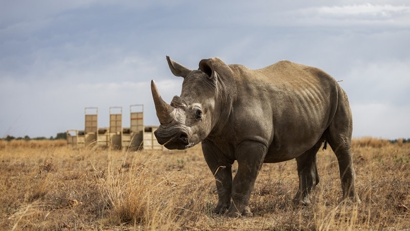 White rhinos successfully translocated from Klerksdorp  | News Article