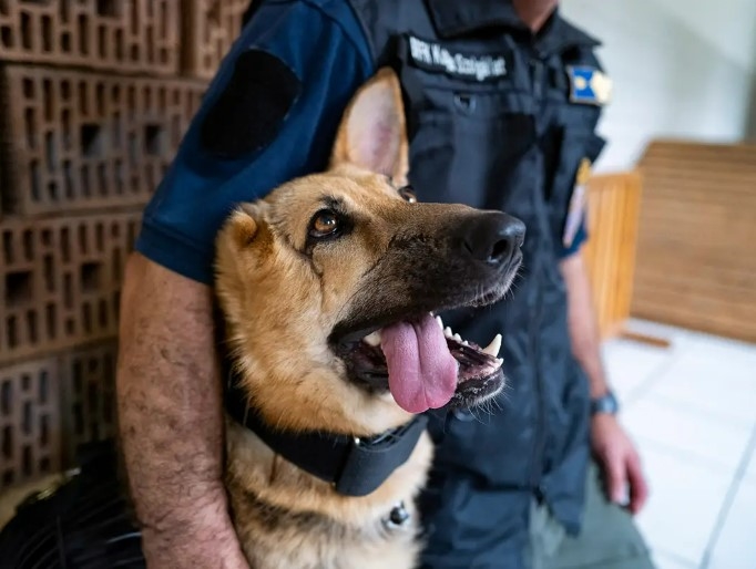 Feel Good Friday - Hond beseer in die Oekraïne kry nuwe werk by die polisie | News Article
