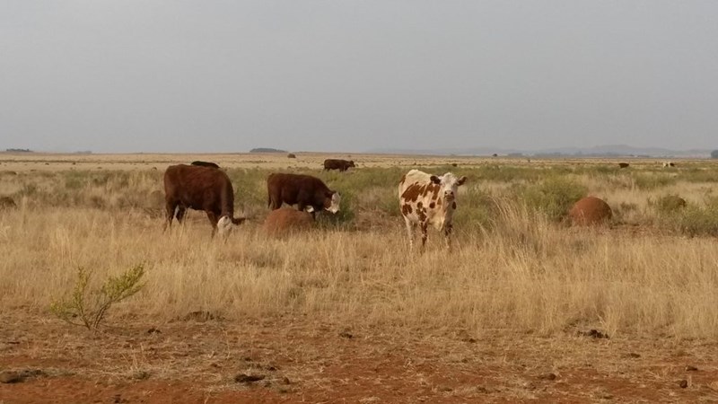 Hier is vandeesweek se lewendehawe pryse Hier is vandeesweek se lewendehawe pryse | News Article