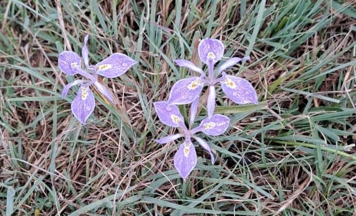 Tulpe mooi, maar dodelik vir beeste  | News Article