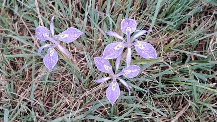 Tulpe mooi, maar dodelik vir beeste  | News Article