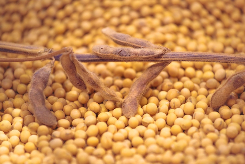 Agri-Uur: Jongste Safex-nuus | News Article