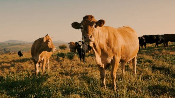 Veediefstal dwing boere om beseerde diere van kant te maak | News Article