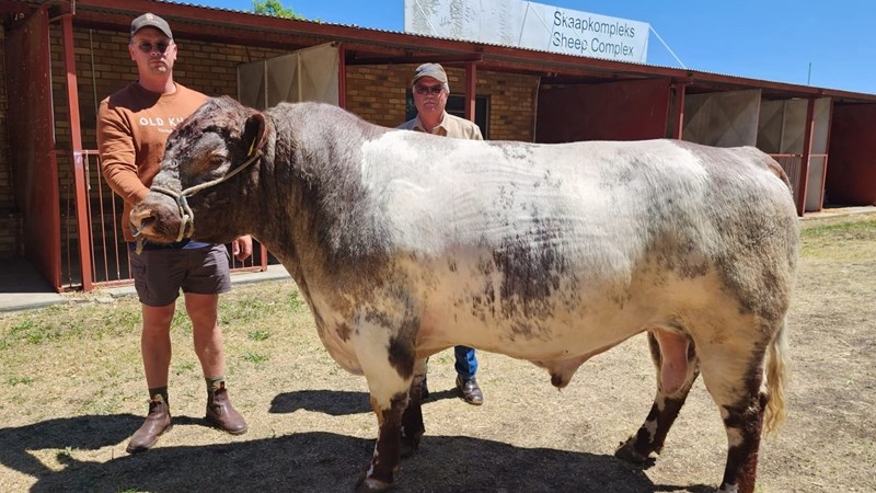 Bees van die week: Beef Shorthorn Bees van die week: Beef Shorthorn | News Article