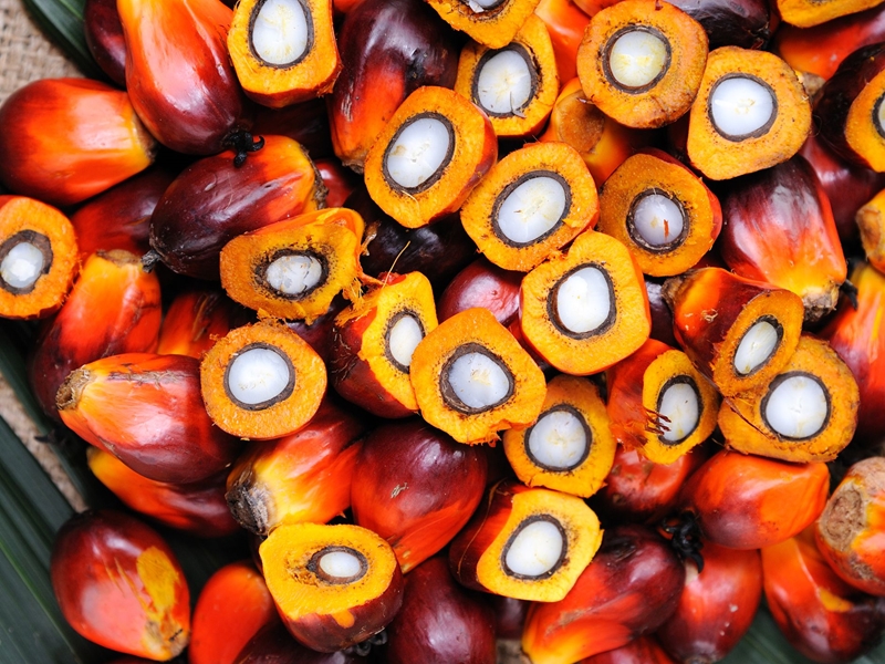 What Indonesia’s decision to ban palm oil exports mean for South Africa | News Article