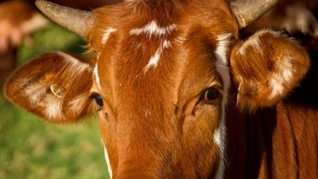 Veediefstalforum in Vrystaat bespreek brandpunte  | News Article