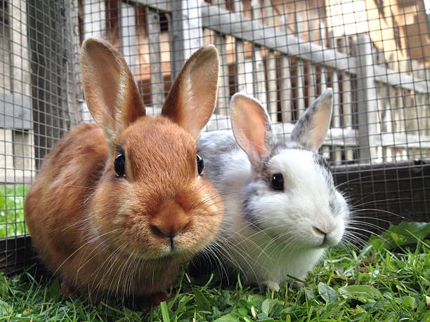 Several cases of rabbit disease reported in Northern Cape | News Article