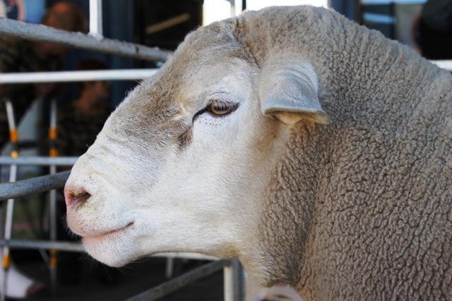 Hier is vandeesweek se lewendehawepryse | News Article