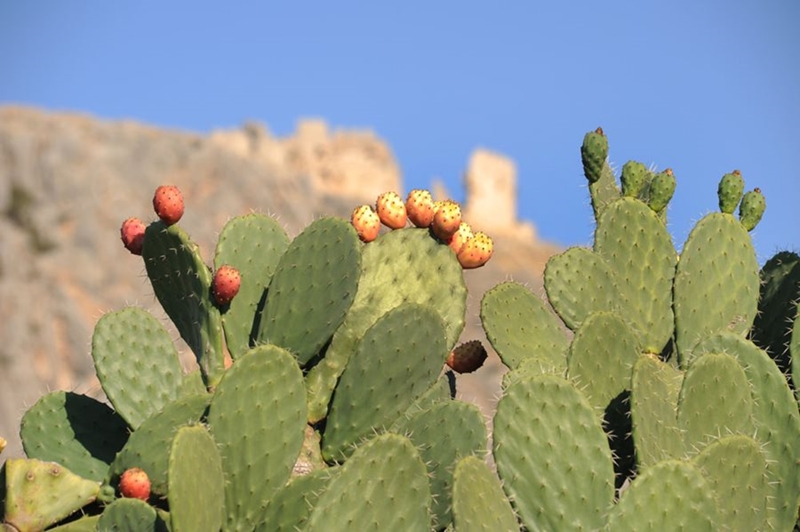  Is cactus pear farming profitable? | News Article