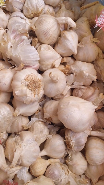 The ABC's of garlic farming | News Article