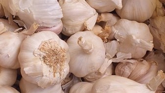 The ABC's of garlic farming | News Article