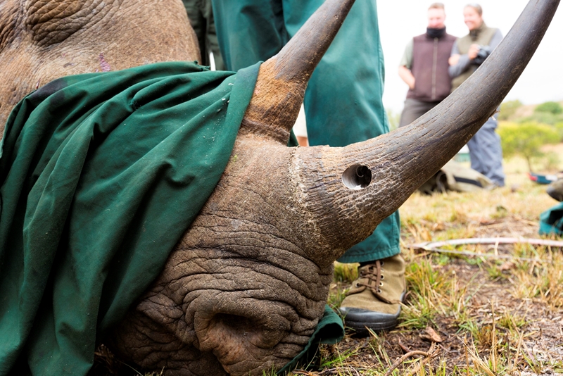 Many rangers suffer psychological impact of rhino poaching - SanParks | News Article
