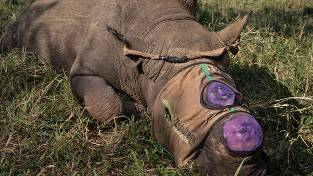 KZN rhino dehorning project yields great results KZN rhino dehorning project yields great results | News Article