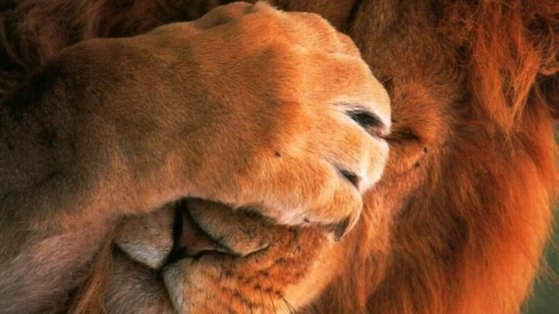 #Lion still on the loose in the Free State #Lion still on the loose in the Free State | News Article