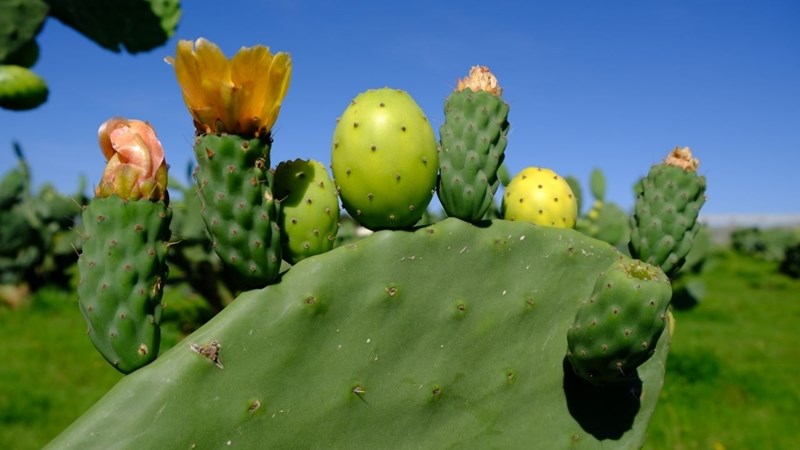 Drought, climate change spark interest in cactus farming | News Article