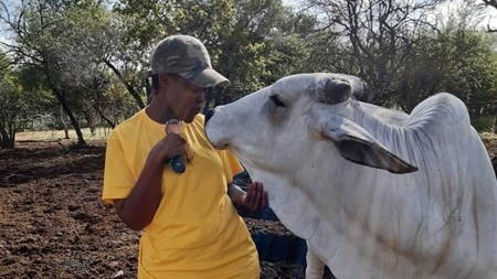 'Never give up' - young cattle farmer | News Article