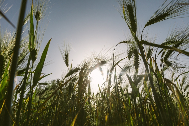 Agri-uur: Jongste Safex-nuus | News Article