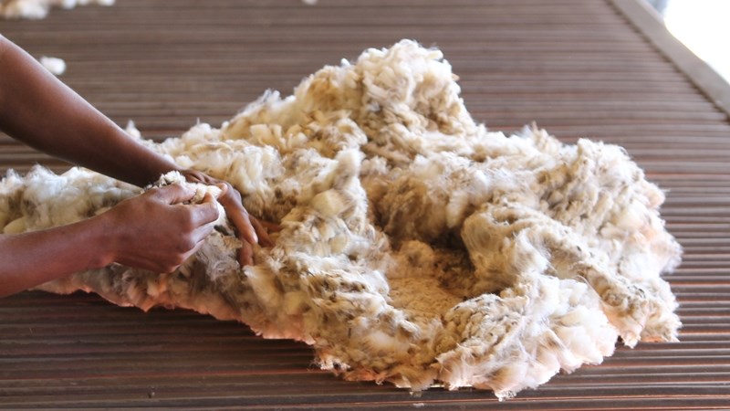 Verbetering in Australiese wolmark, verswakking in Rand lei tot versterking in SA wolmark Verbetering in Australiese wolmark, verswakking in Rand lei tot versterking in SA wolmark | News Article