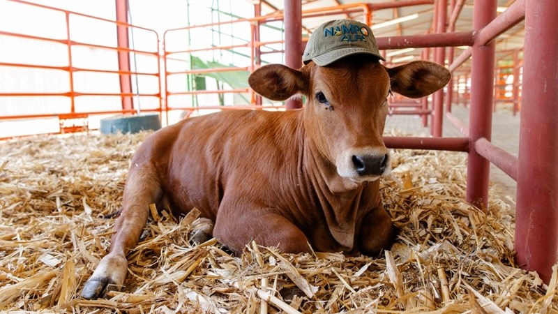 NAMPO Alfa 2025 toon beste van SA veebedryf NAMPO Alfa 2025 toon beste van SA veebedryf | News Article