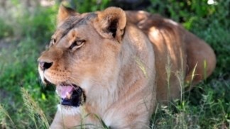 North West lion found and killed North West lion found and killed | News Article