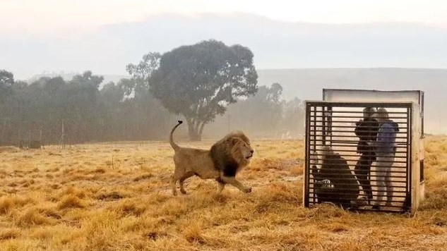 Harrismith lion sanctuary puts YOU in a cage - VIDEO Harrismith lion sanctuary puts YOU in a cage - VIDEO | News Article