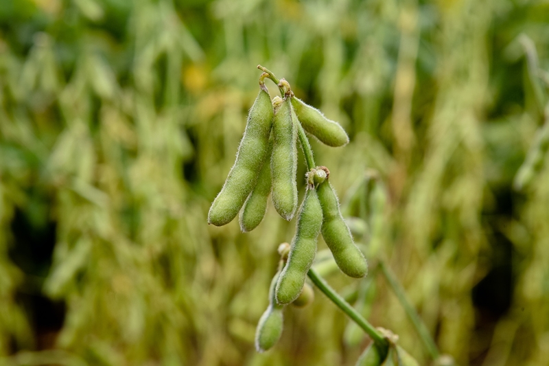 Agri-uur: Jongste Safex-nuus | News Article