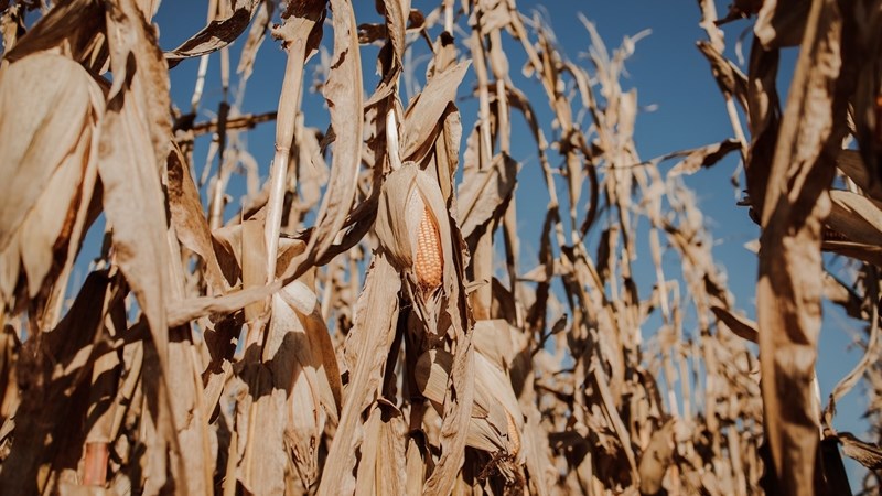 Agri-uur: Jongste Safex-nuus Agri-uur: Jongste Safex-nuus | News Article