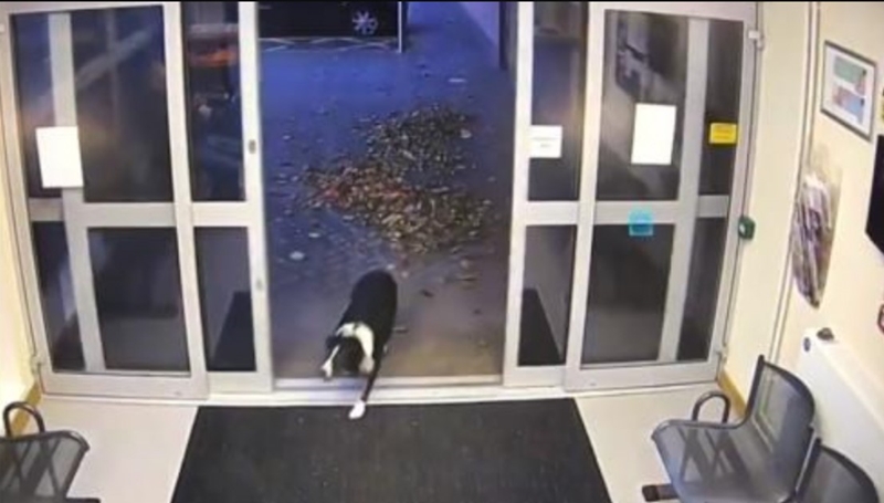 Lost dog turns herself in at police station | News Article
